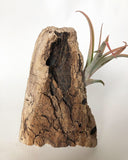 Driftwood airplant planter no.1