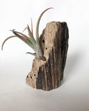 Driftwood airplant planter no.1